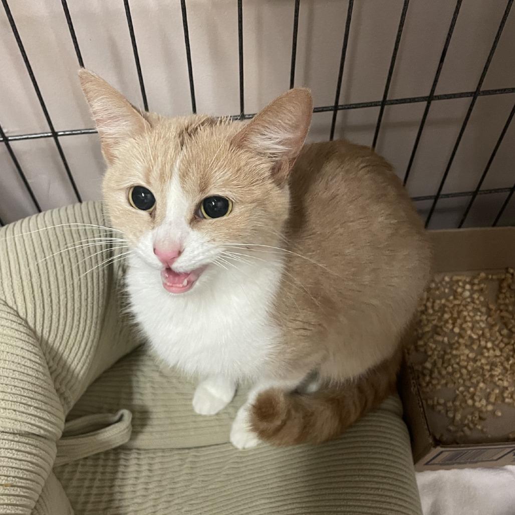 Yak, a Adoptable Domestic Short Hair in Branson, MO image 1/2