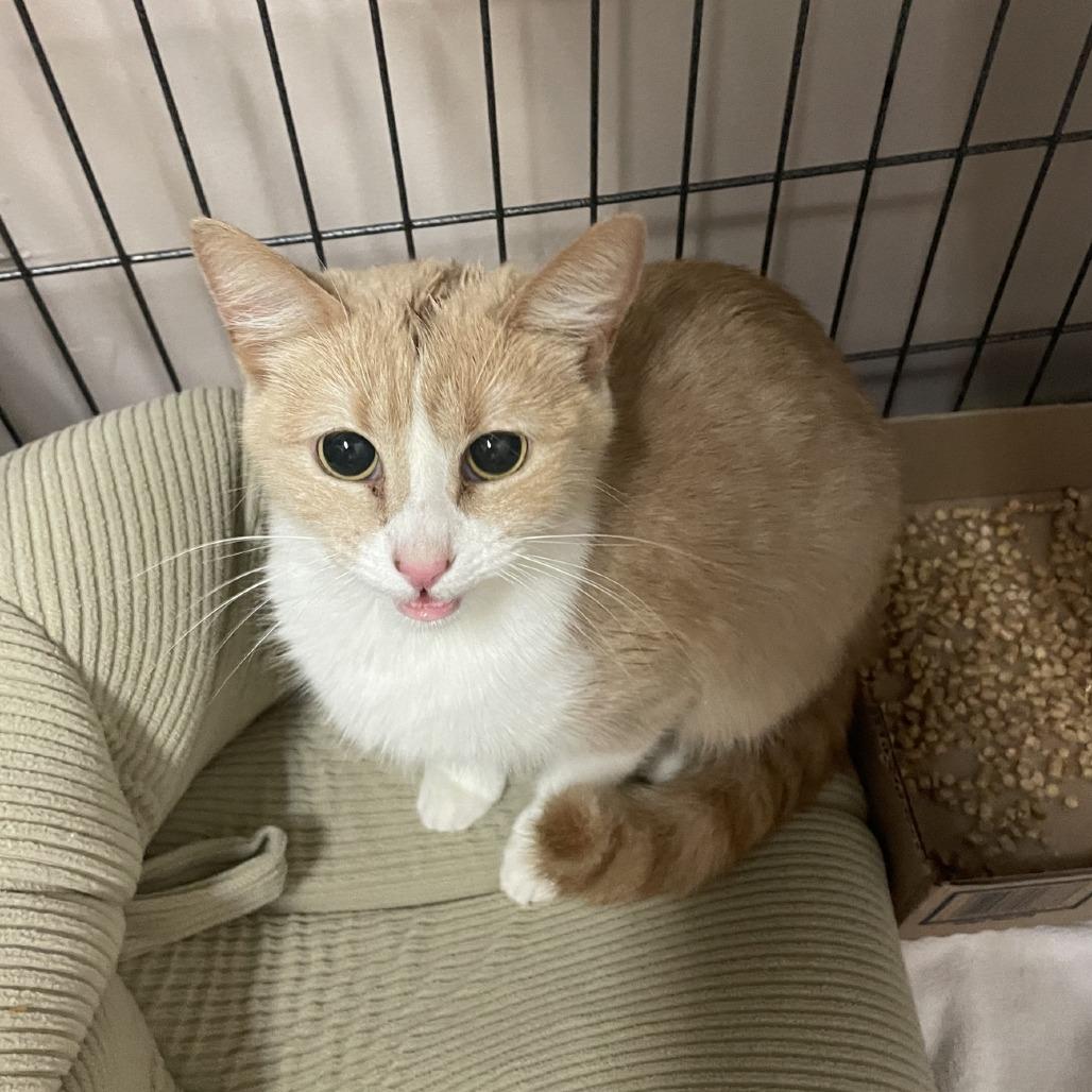 Yak, a Adoptable Domestic Short Hair in Branson, MO image 2/2