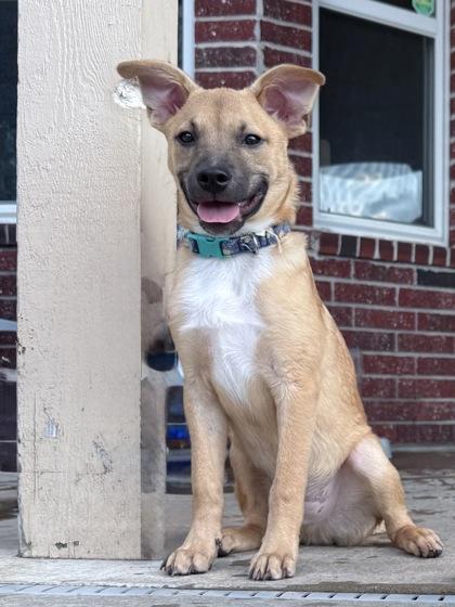 Wrangler 51329, adoptable, Young Male Mixed Breed.