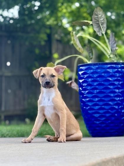 Wrangler 51329, an adoptable Mixed Breed in Oklahoma City, OK image 2/3