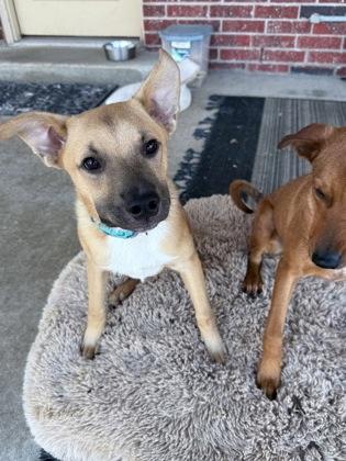 Wrangler 51329, an adoptable Mixed Breed in Oklahoma City, OK image 3/3