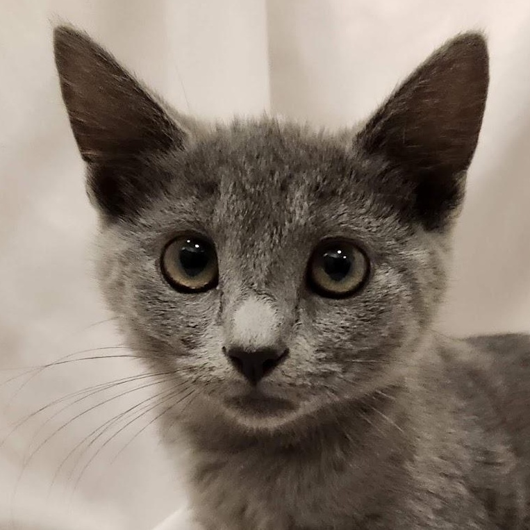 Enlarge Misty, a Adopted mixed breed in Sacramento, CA image 1/4