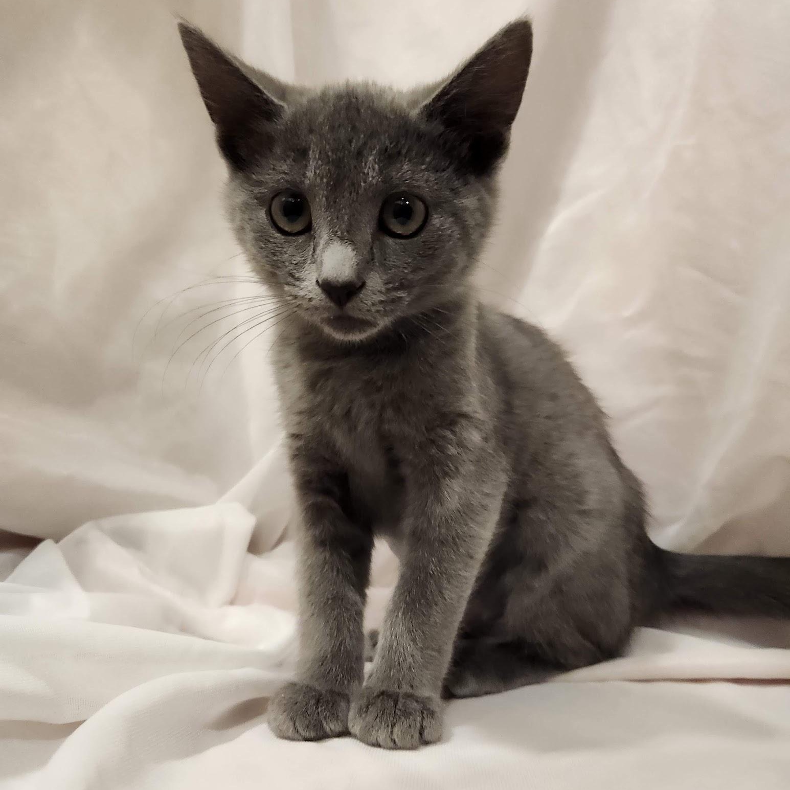 Enlarge Misty, a Adopted mixed breed in Sacramento, CA image 4/4