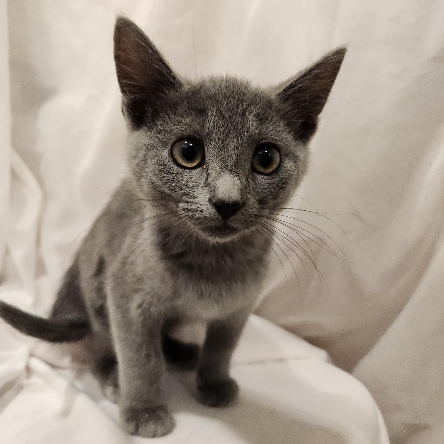 Enlarge Misty, a Adopted mixed breed in Sacramento, CA image 3/4