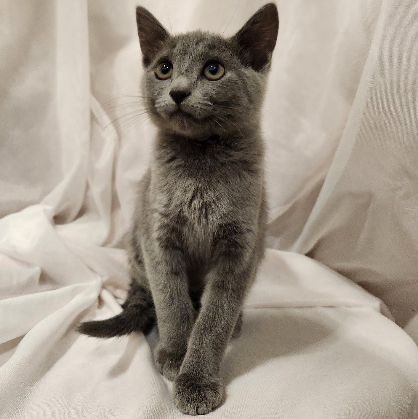 Enlarge Misty, a Adopted mixed breed in Sacramento, CA image 2/4