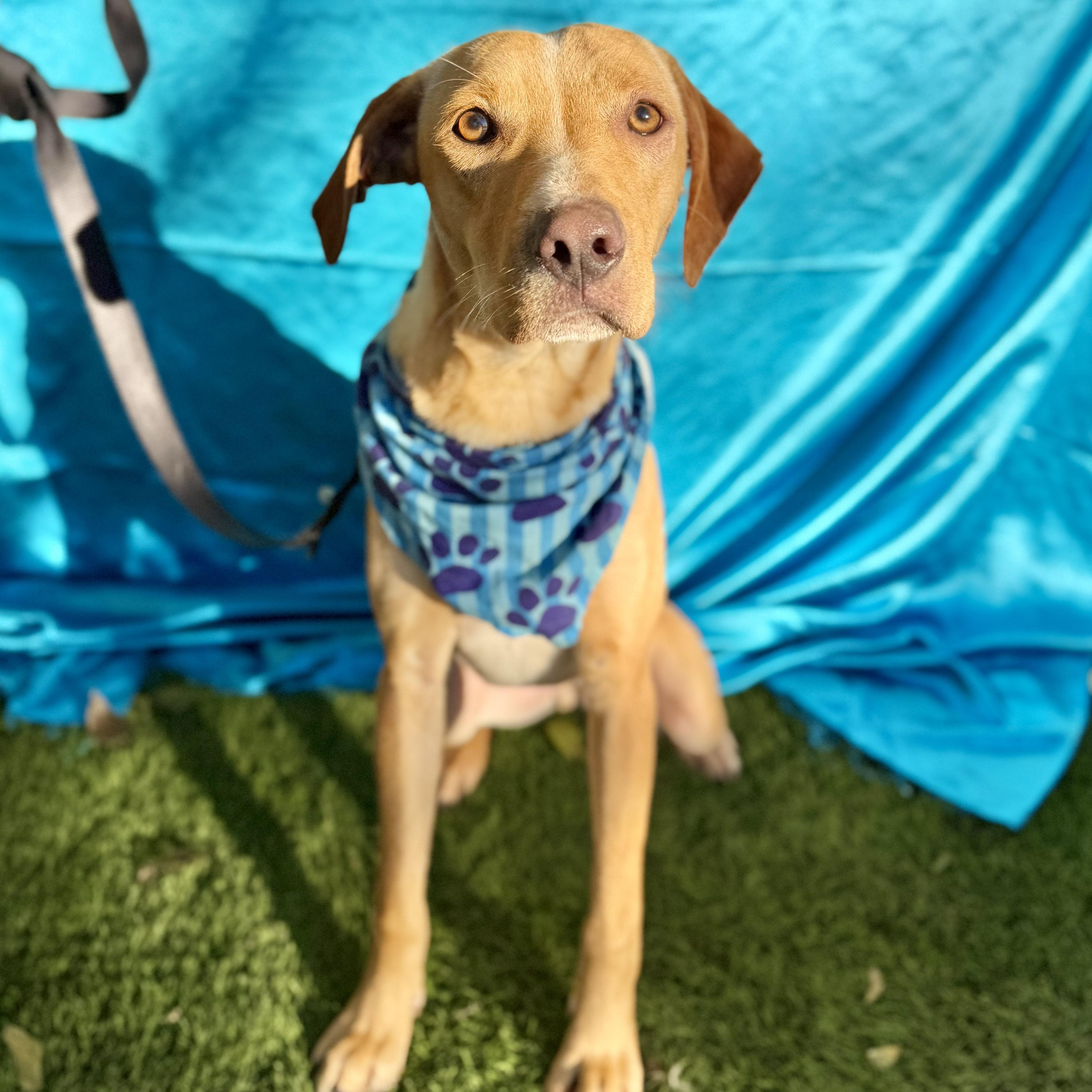 MILES, a Adoptable mixed breed in Rowland Heights, CA image 6/6