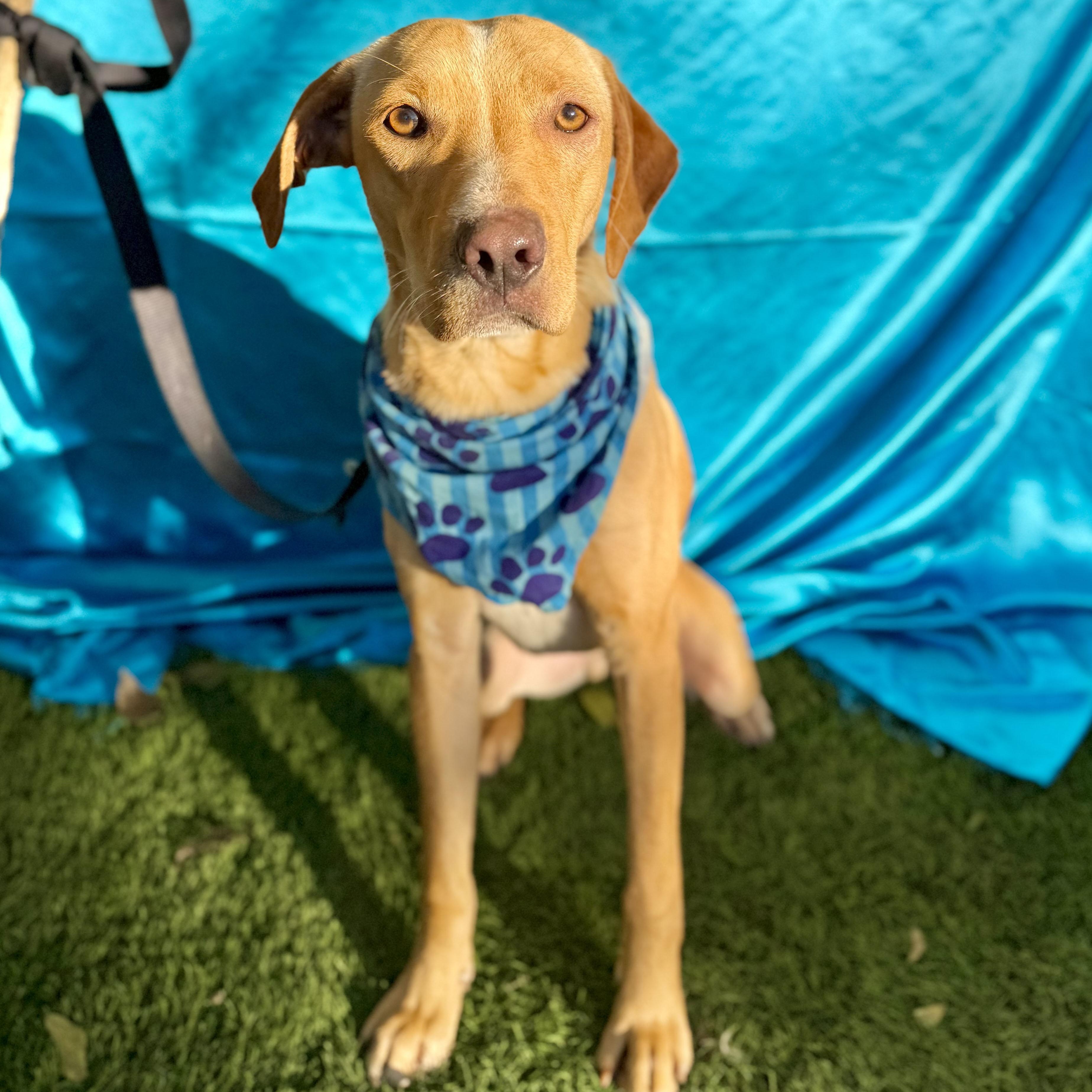 MILES, a Adoptable mixed breed in Rowland Heights, CA image 5/6