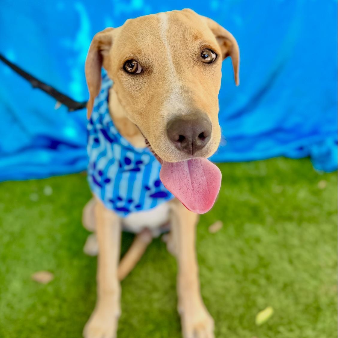 Enlarge MILES, a Adoptable mixed breed in Rowland Heights, CA image 3/6