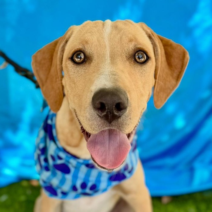 MILES, Adoptable, Puppy Male Beagle.