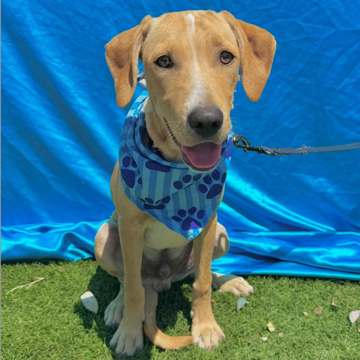 Enlarge MILES, a Adoptable mixed breed in Rowland Heights, CA image 2/6