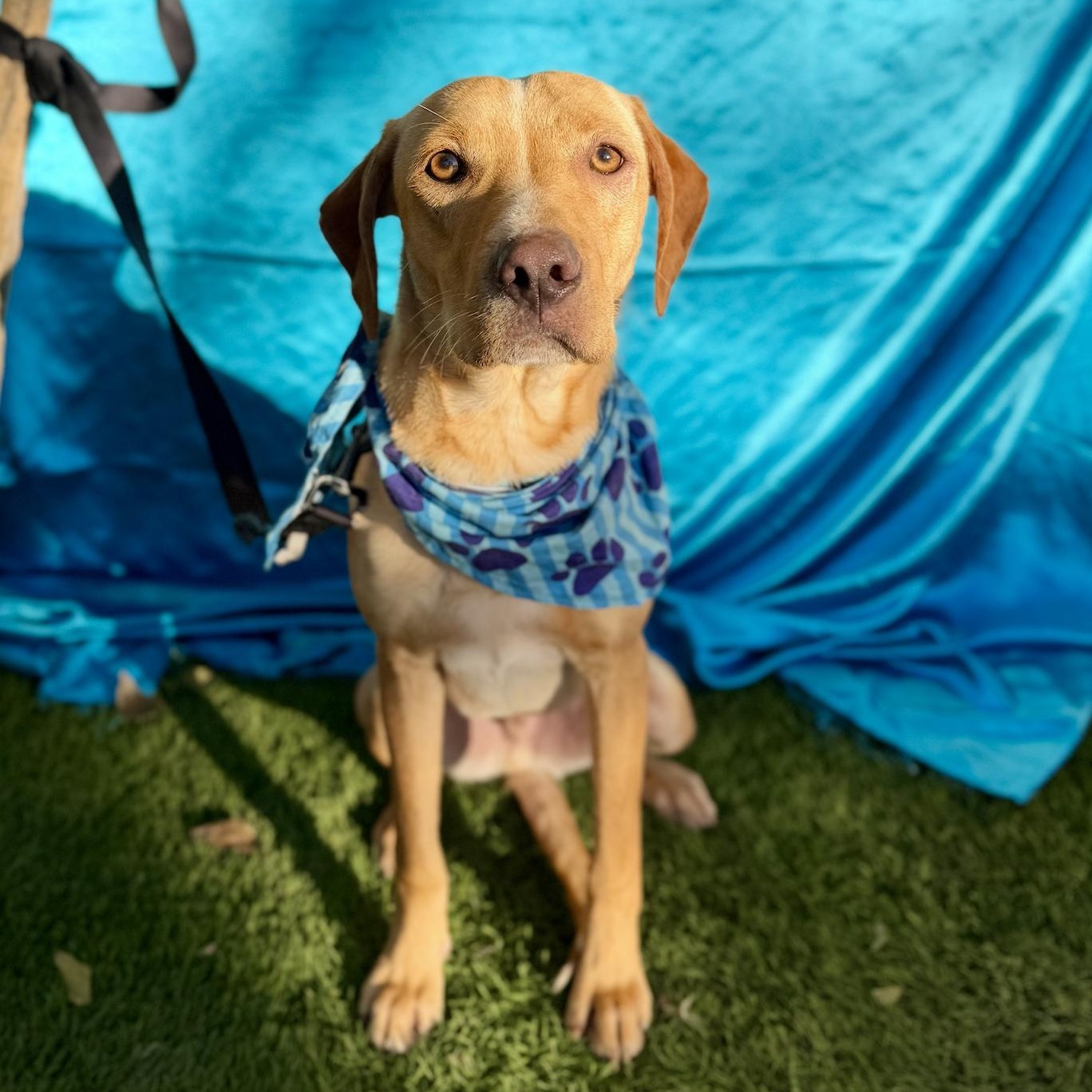 MILES, a Adoptable mixed breed in Rowland Heights, CA image 3/6