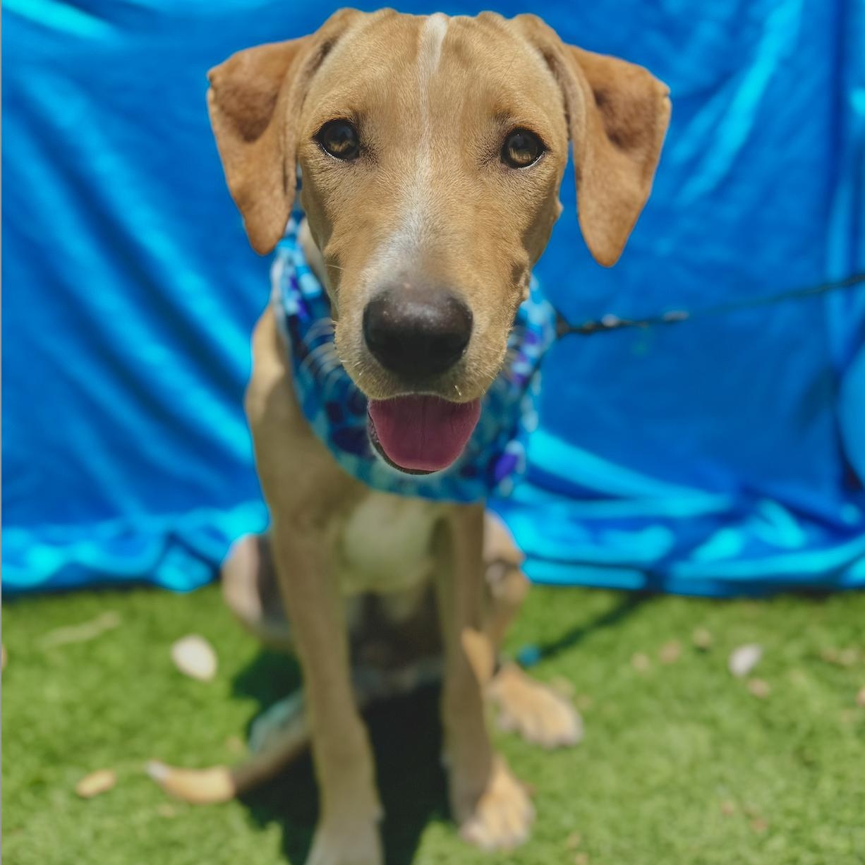 Enlarge MILES, a Adoptable mixed breed in Rowland Heights, CA image 6/6