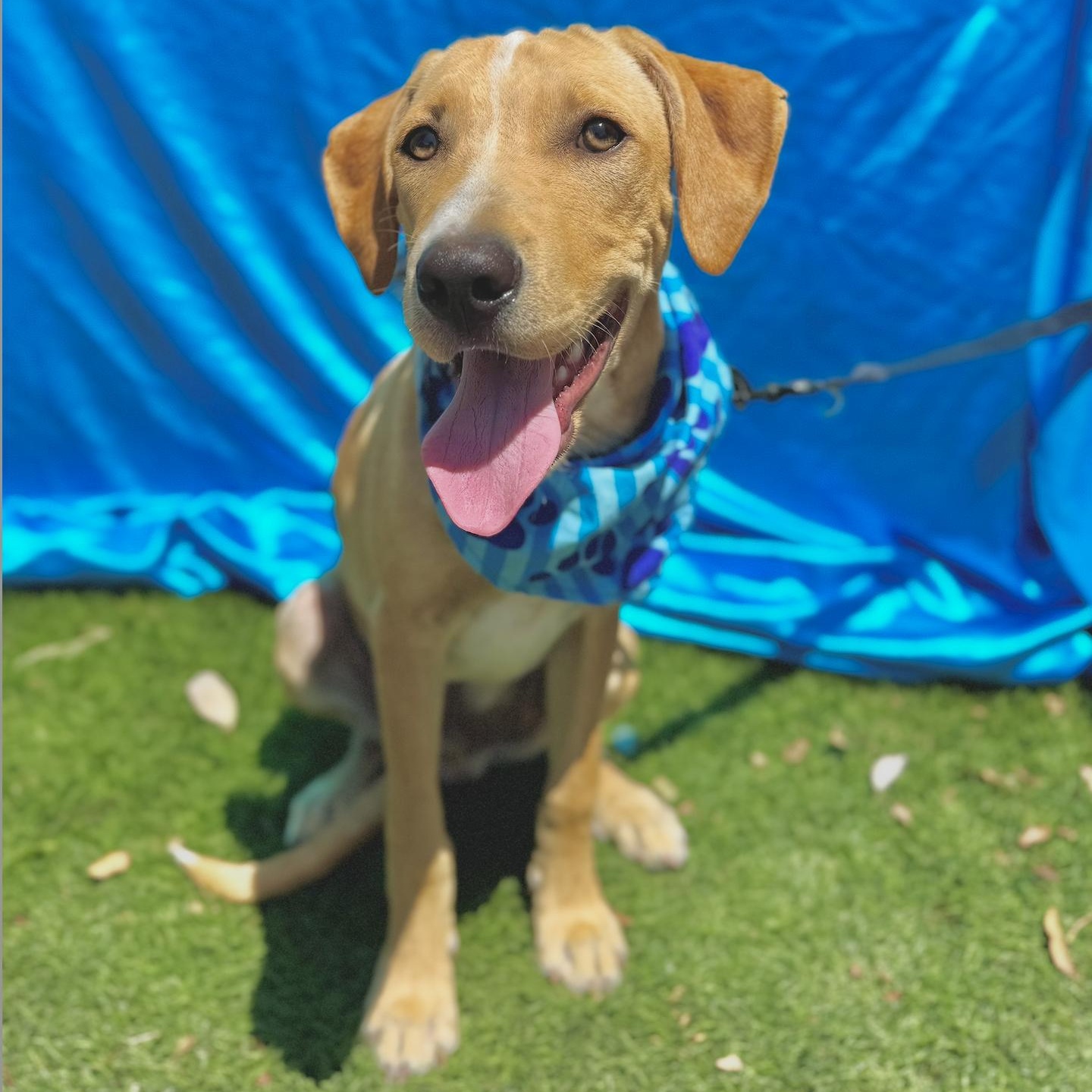 Enlarge MILES, a Adoptable mixed breed in Rowland Heights, CA image 4/6