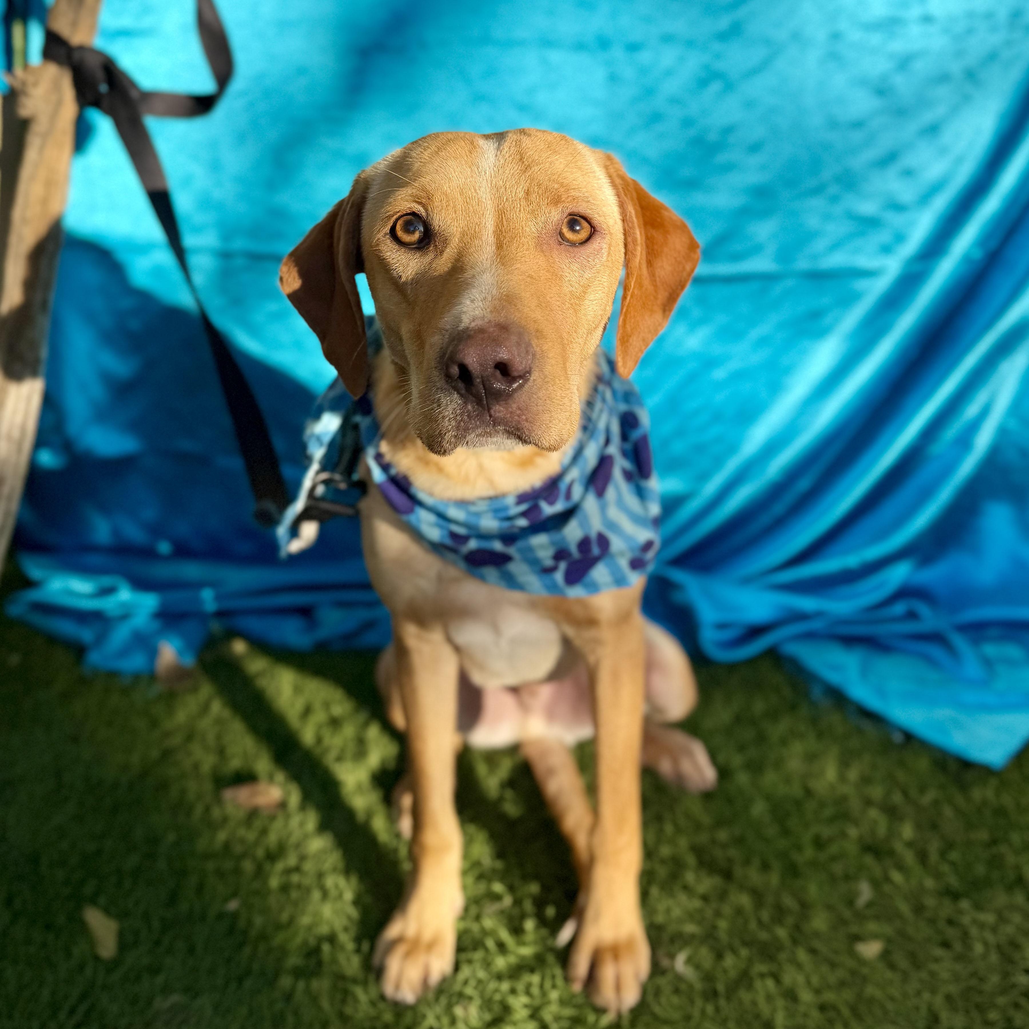 MILES, a Adoptable mixed breed in Rowland Heights, CA image 4/6