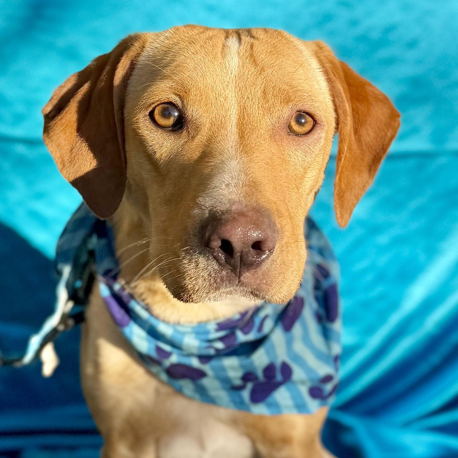 MILES, Adoptable, Puppy Male Beagle.