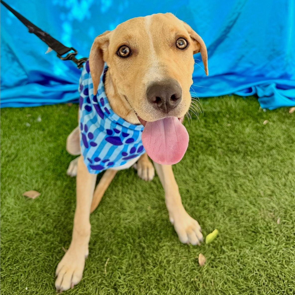 Enlarge MILES, a Adoptable mixed breed in Rowland Heights, CA image 5/6