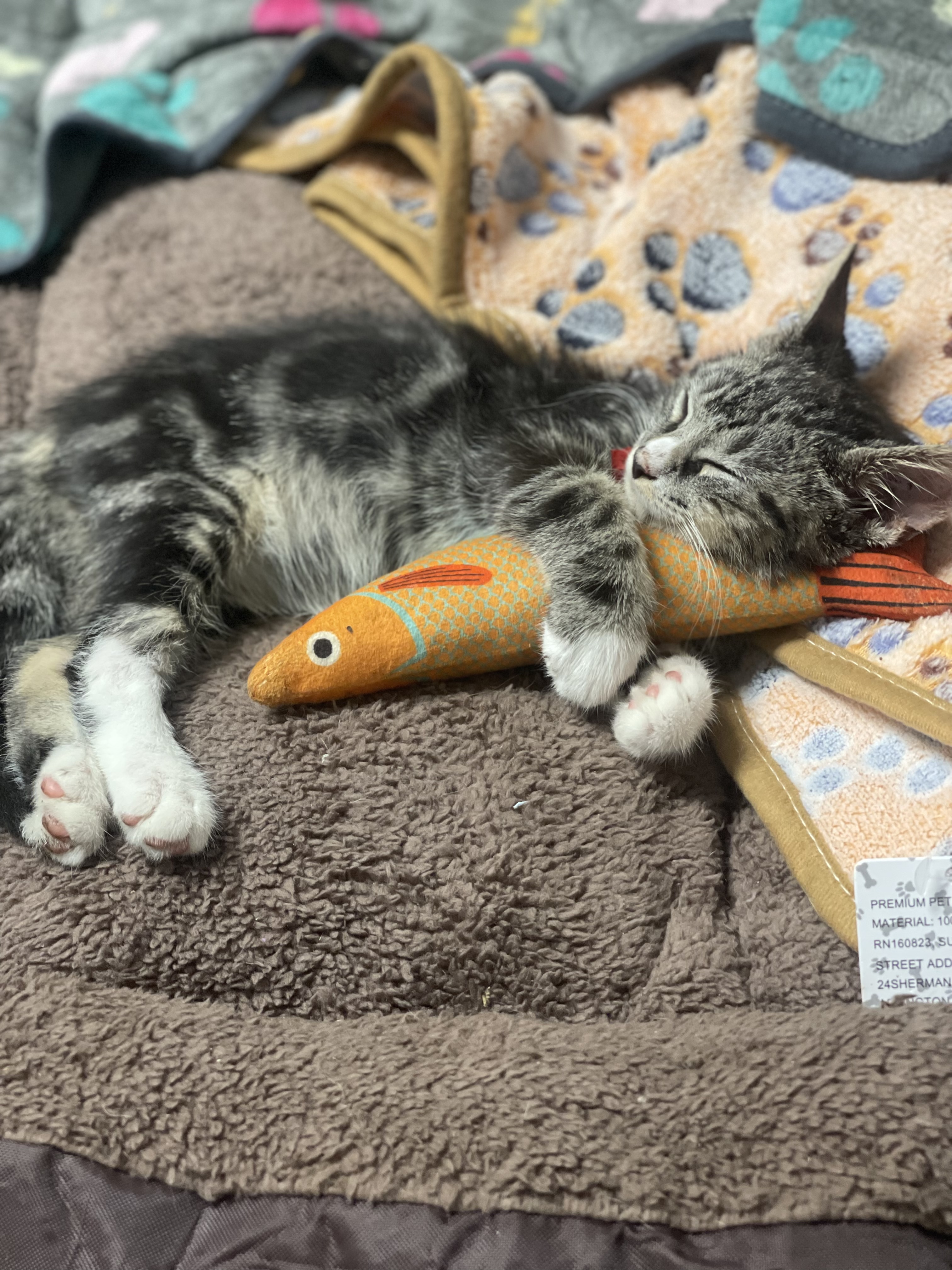 Moose, a Adopted Domestic Short Hair in Bedford, NY image 1/2