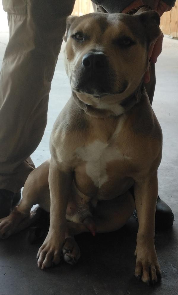Prince, a Adoptable mixed breed in Lafayette, LA image 2/2