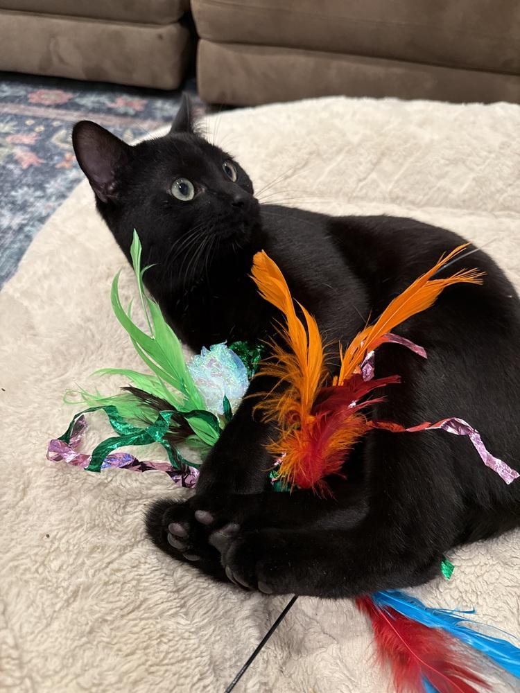 Enlarge Red, a Adoptable Domestic Short Hair in Bellingham, WA image 2/4