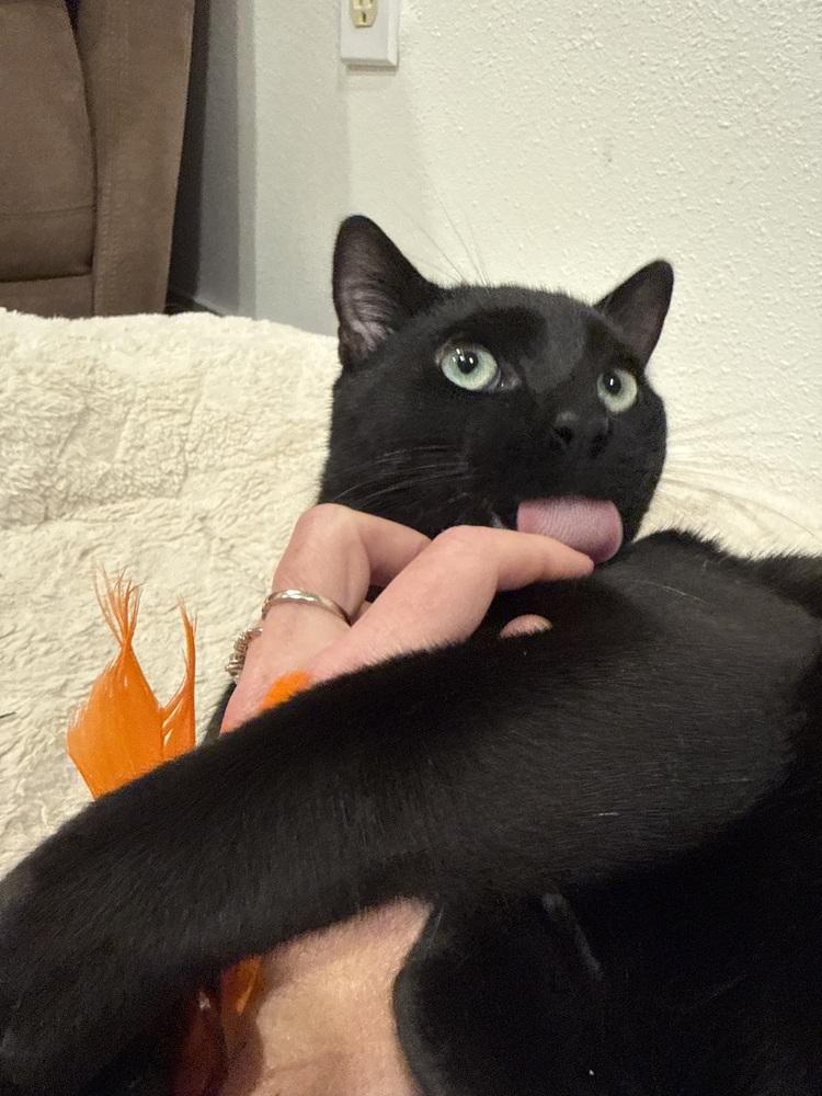 Enlarge Red, a Adoptable Domestic Short Hair in Bellingham, WA image 3/4