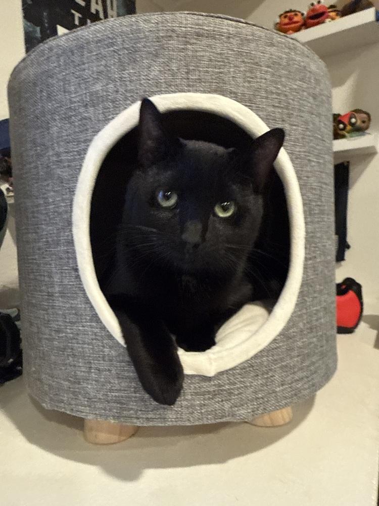 Enlarge Red, a Adoptable Domestic Short Hair in Bellingham, WA image 4/4