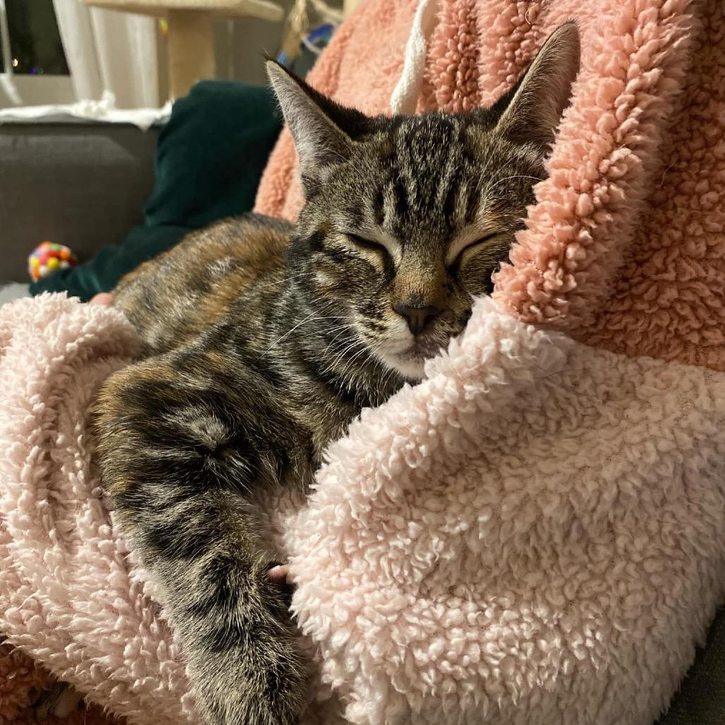 Enlarge Mini Mimosa 55412, a Adoptable Domestic Short Hair in Eaton Rapids, MI image 1/5