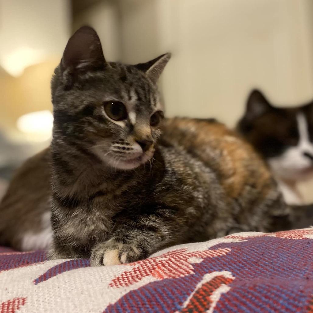 Enlarge Mini Mimosa 55412, a Adoptable Domestic Short Hair in Eaton Rapids, MI image 3/5