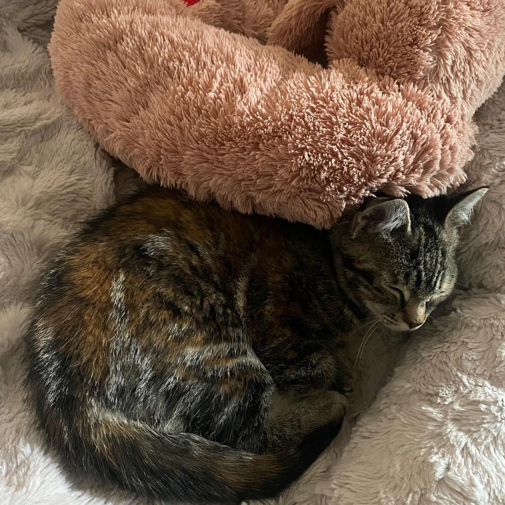 Enlarge Mini Mimosa 55412, a Adoptable Domestic Short Hair in Eaton Rapids, MI image 4/5