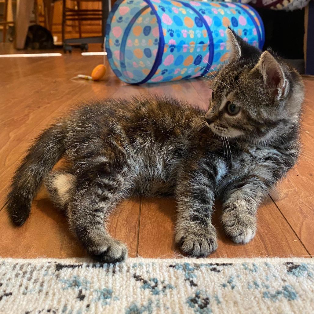 Enlarge Mini Mimosa 55412, a Adoptable Domestic Short Hair in Eaton Rapids, MI image 5/5