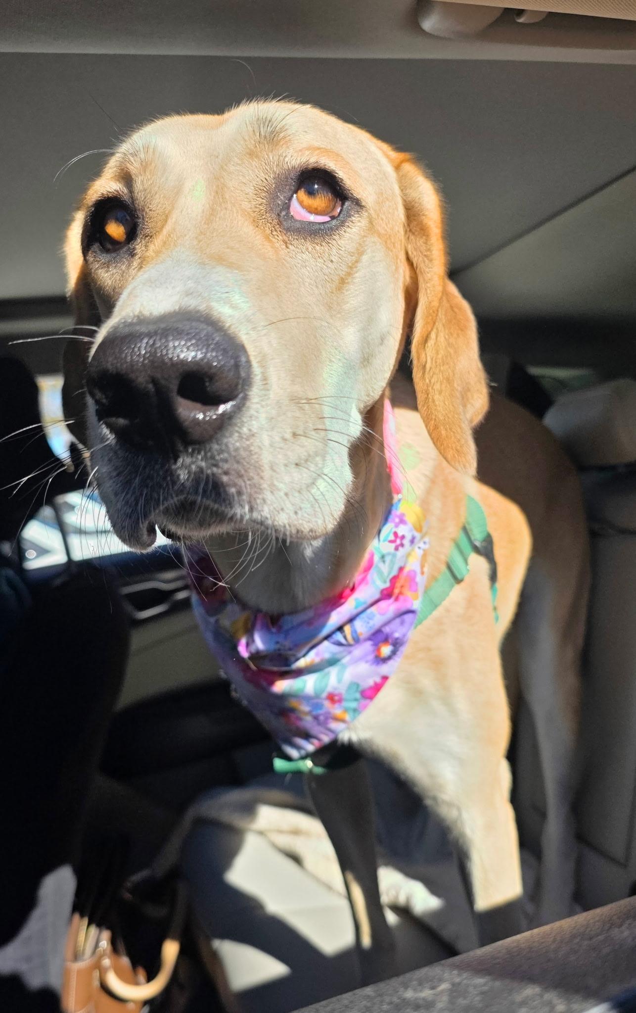Enlarge Bubbles, a Adoptable mixed breed in Chatham, NJ image 1/5