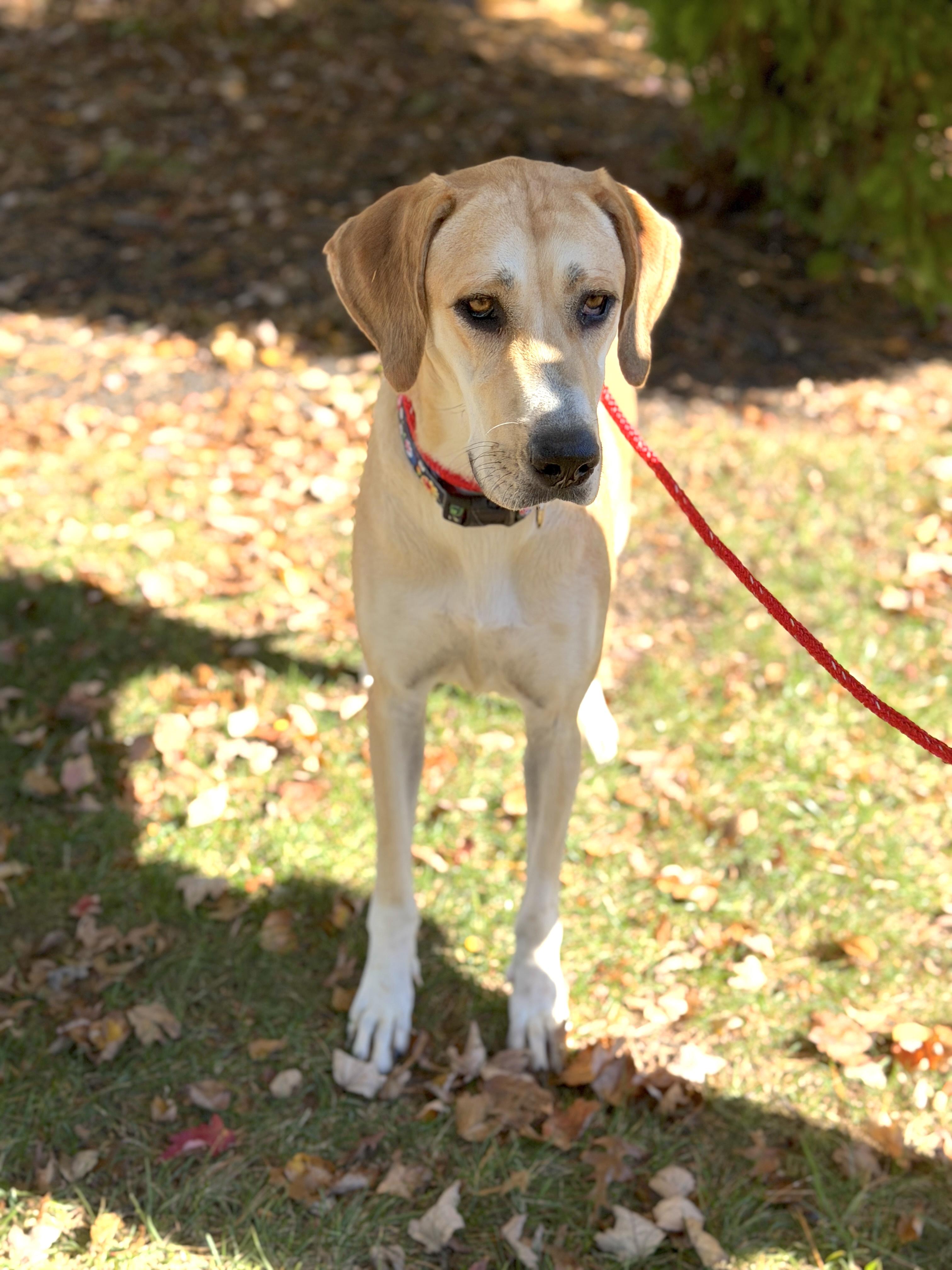 Enlarge Bubbles, a Adoptable mixed breed in Chatham, NJ image 2/5