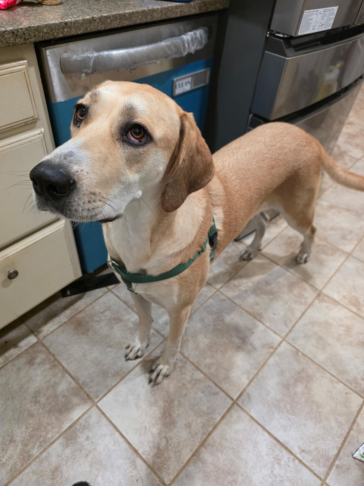 Enlarge Bubbles, a Adoptable mixed breed in Chatham, NJ image 5/5