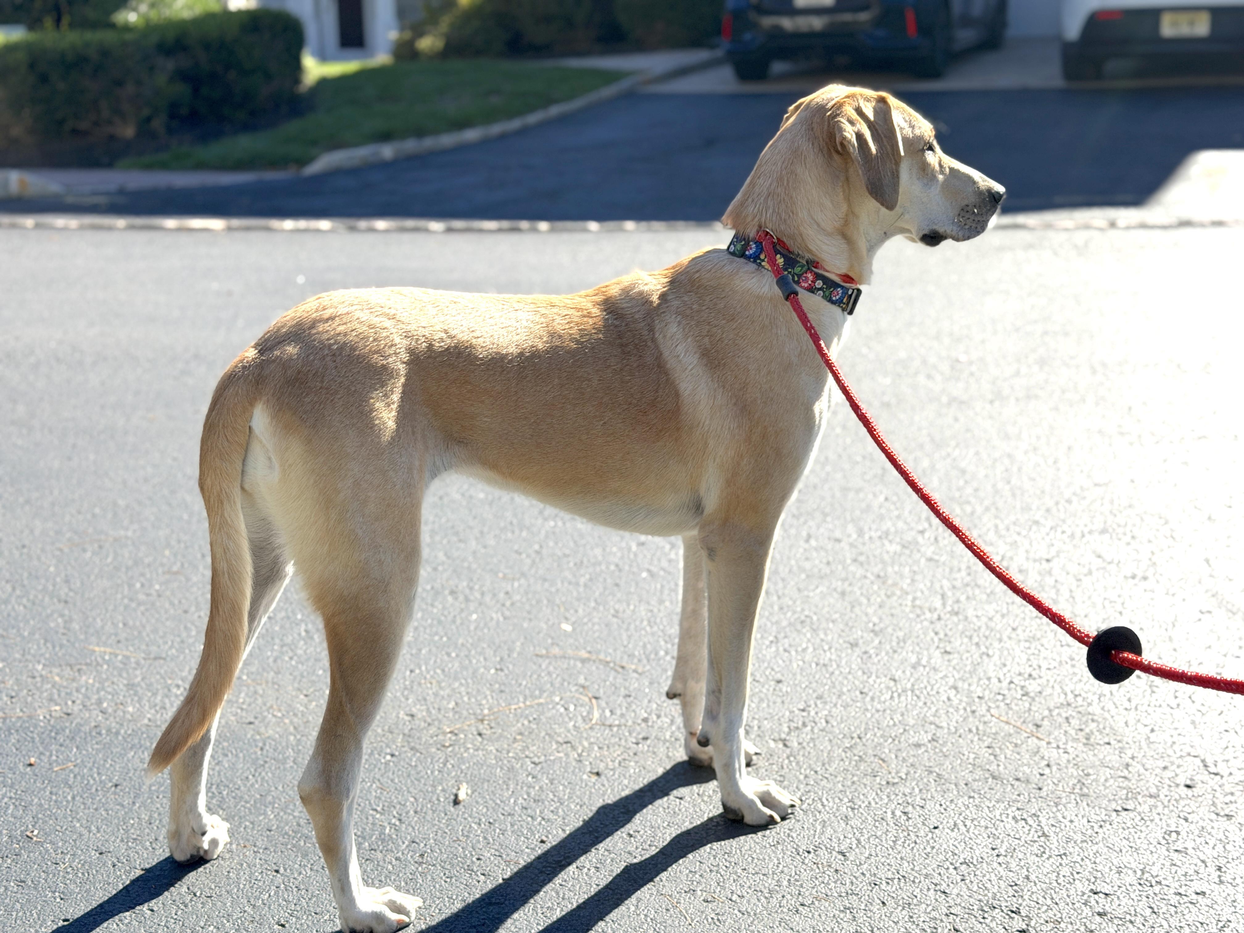 Enlarge Bubbles, a Adoptable mixed breed in Chatham, NJ image 4/5