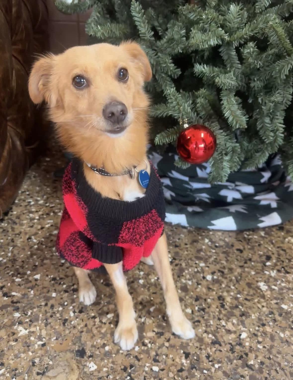 Enlarge Alfie, an adopted mixed breed in Pasadena, CA image 4/6