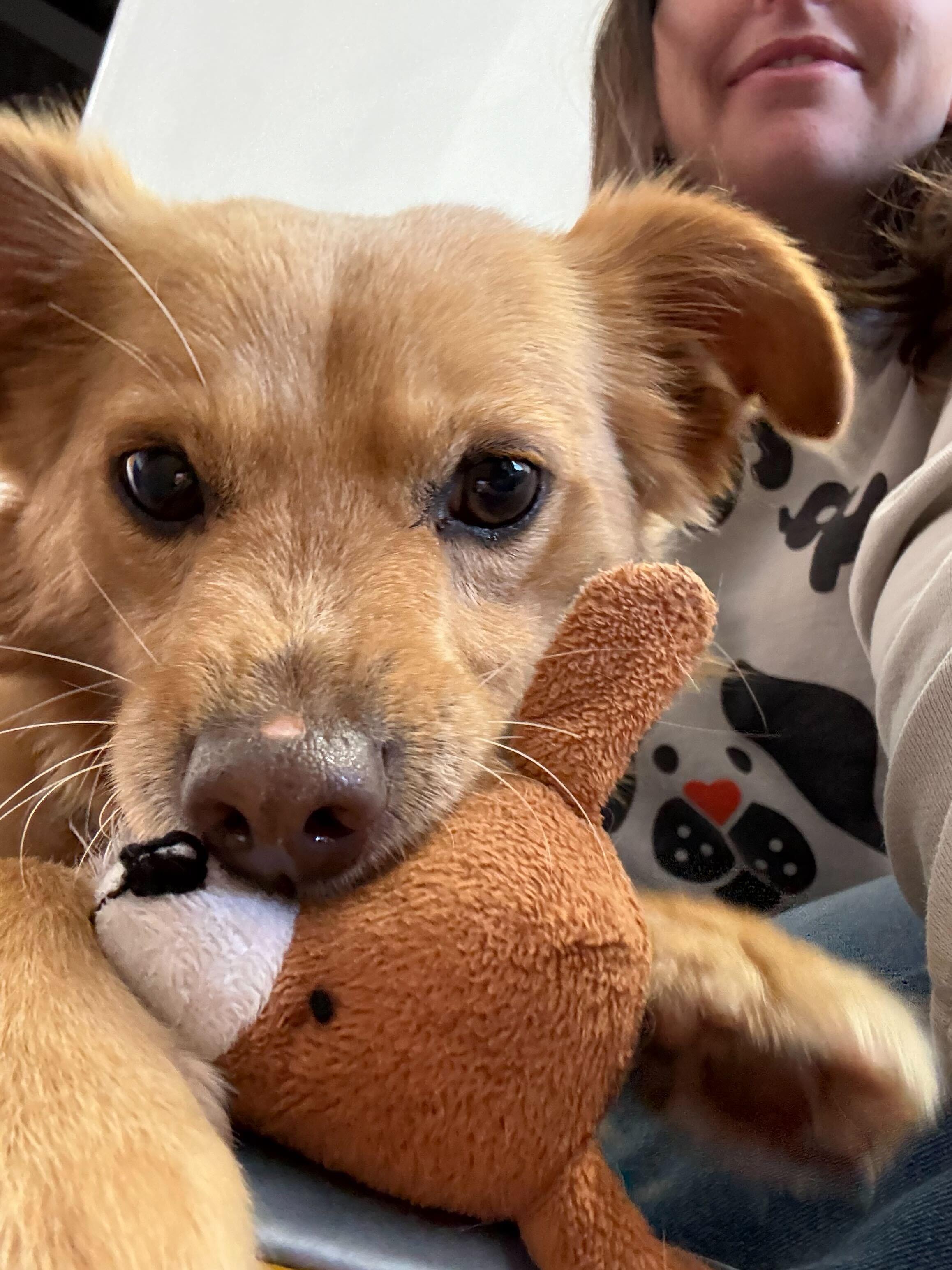 Enlarge Alfie, an adopted mixed breed in Pasadena, CA image 6/6