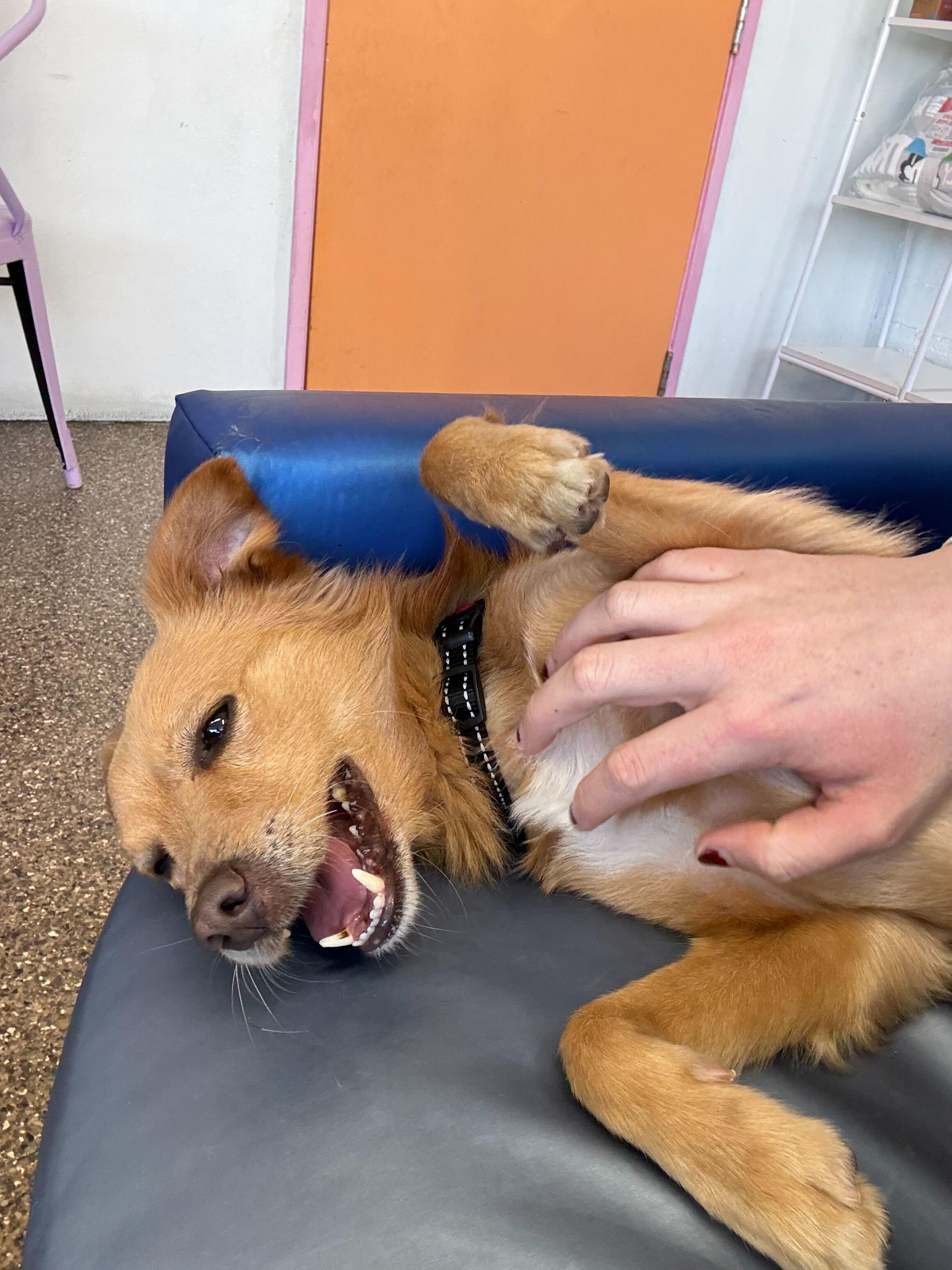 Enlarge Alfie, an adopted mixed breed in Pasadena, CA image 5/6