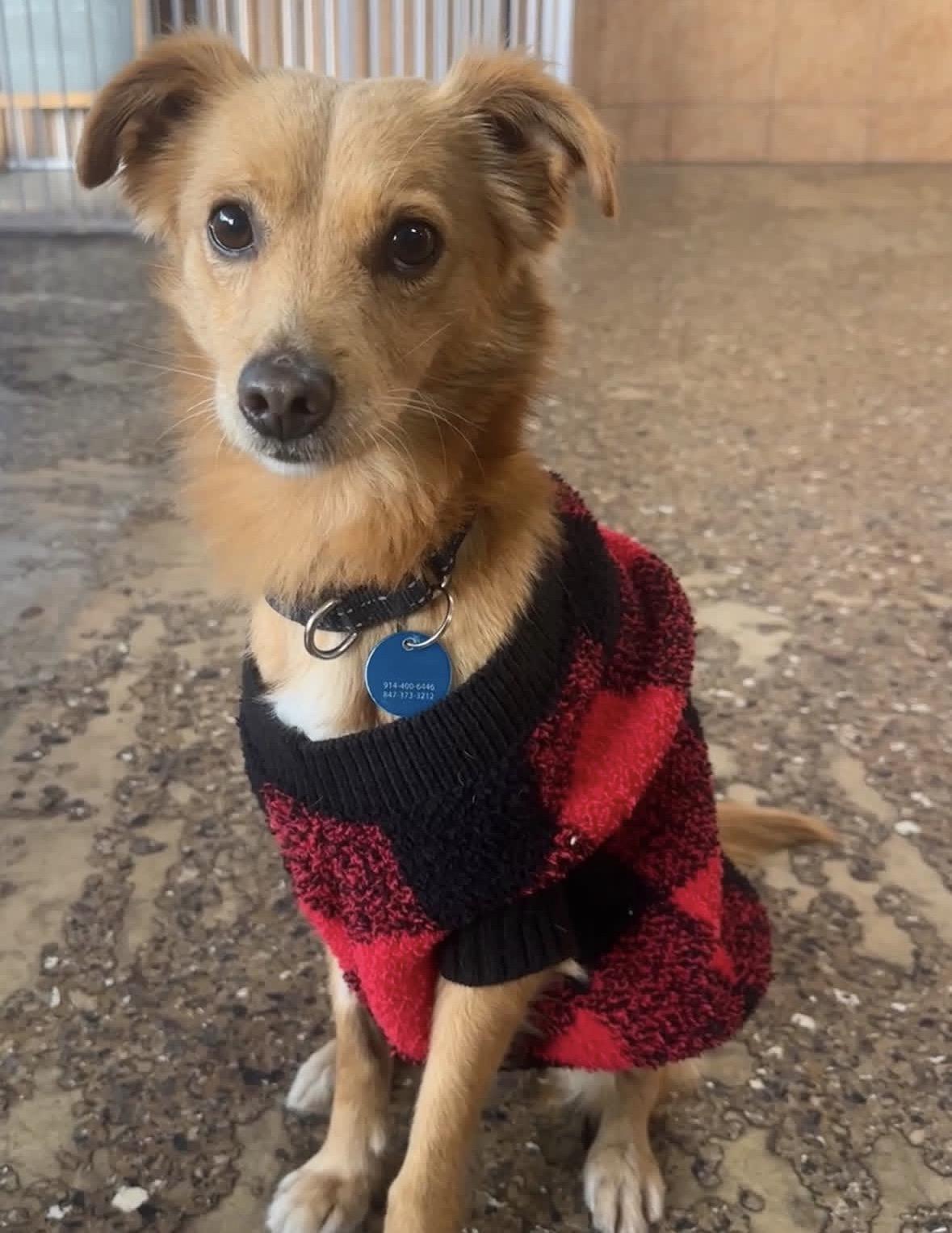 Enlarge Alfie, an adopted mixed breed in Pasadena, CA image 3/6