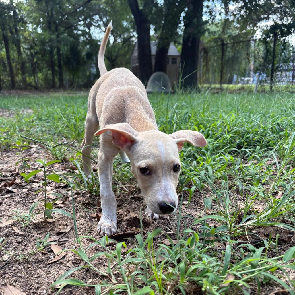Pastrami, Adoptable, Puppy Female Mixed Breed.