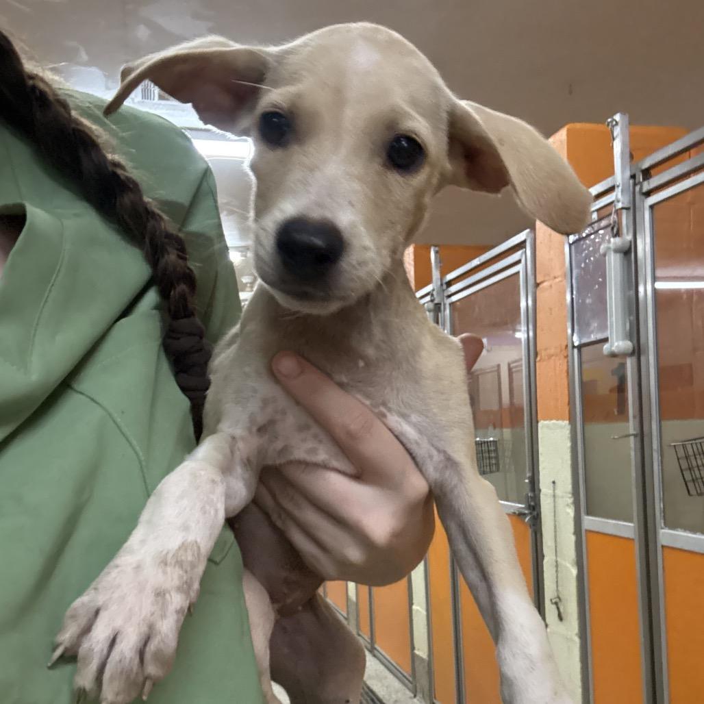 Enlarge Pastrami, a Adoptable Mixed Breed in Pensacola, FL image 2/2