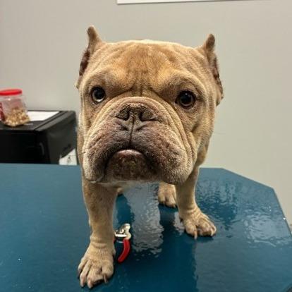 Peter Piggy, Adoptable, Adult Male English Bulldog.