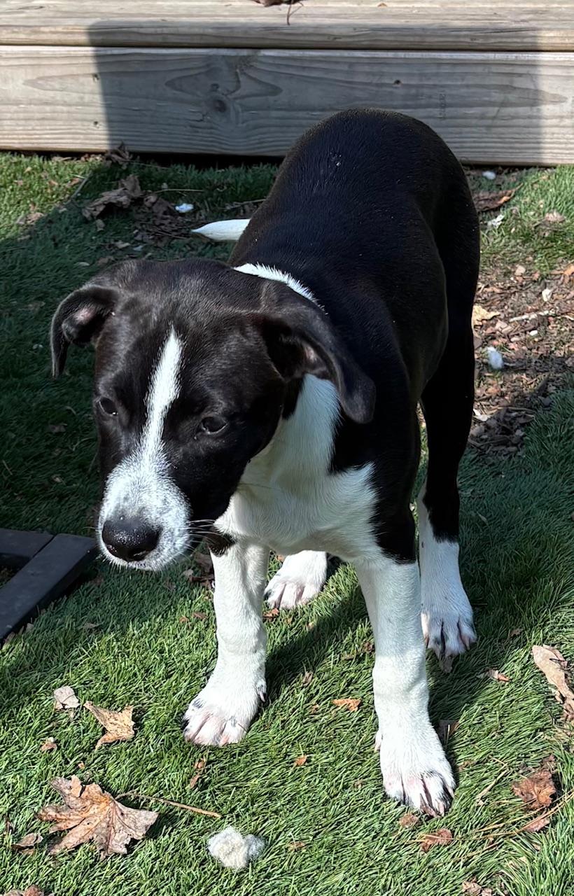 Meet Angel – A Sweet & Loving Companion — thumbnail 5