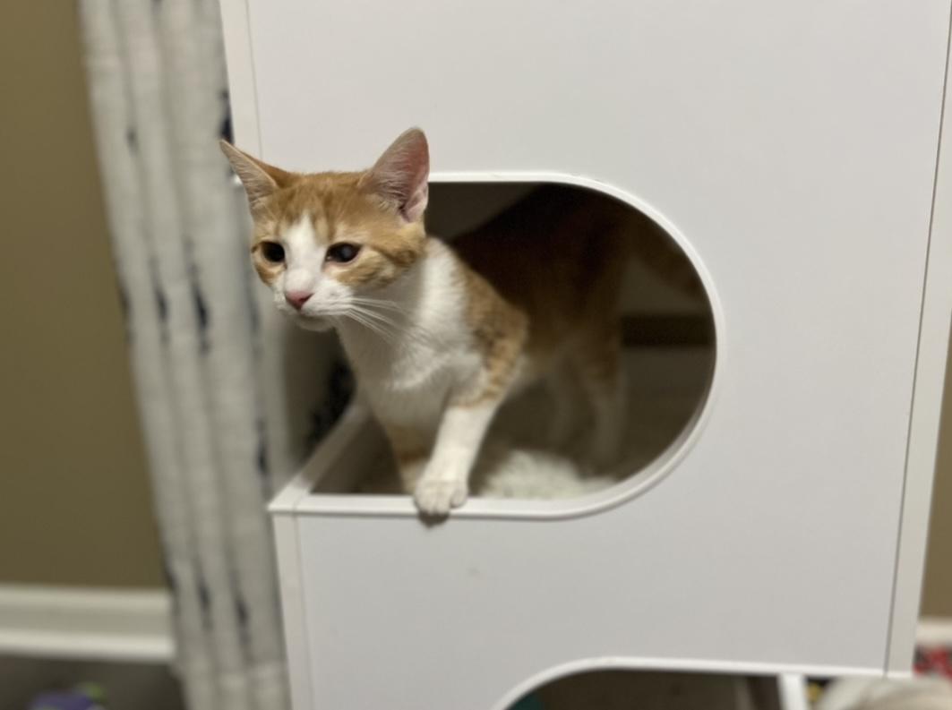 Enlarge Gracie, a Adoptable Domestic Short Hair in Plainfield, IL image 2/6