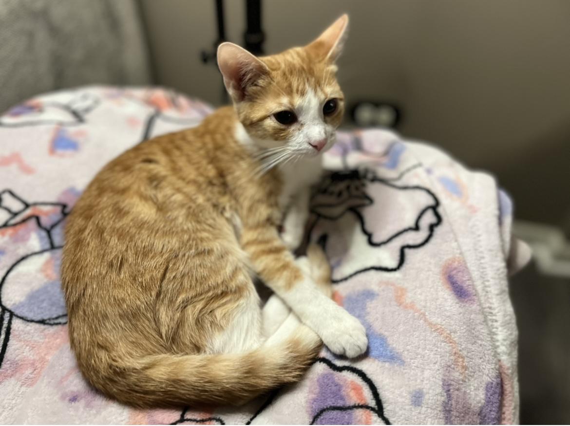 Enlarge Gracie, a Adoptable Domestic Short Hair in Plainfield, IL image 3/6