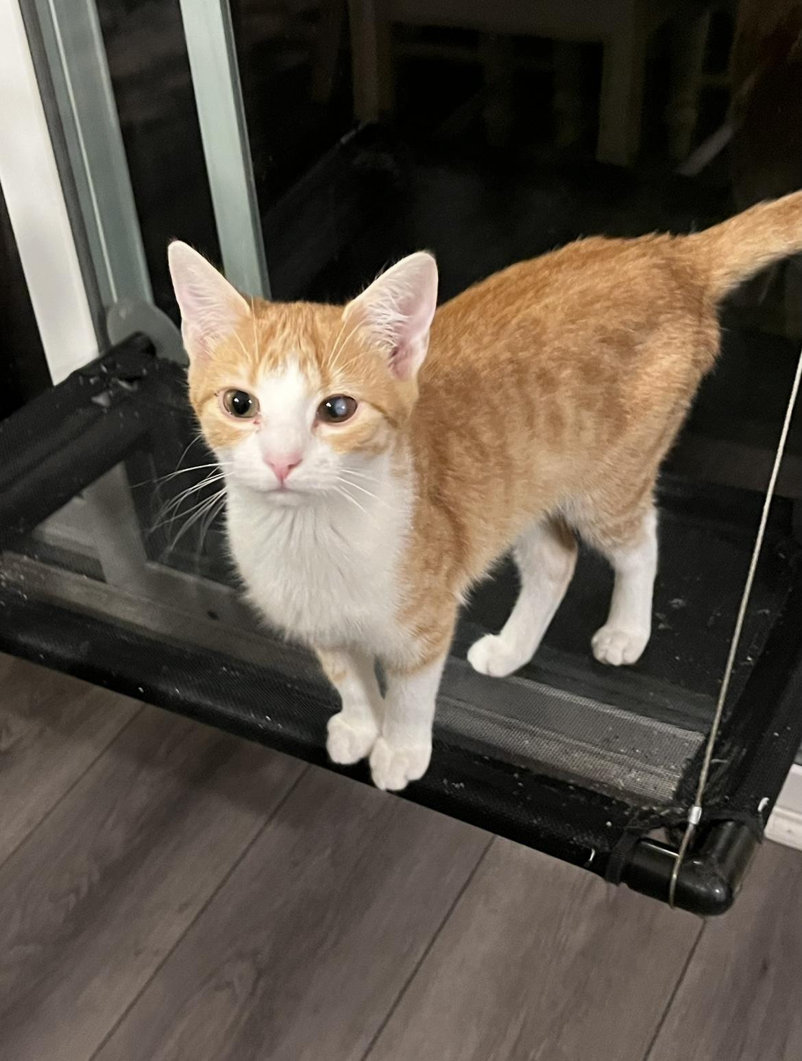 Enlarge Gracie, a Adoptable Domestic Short Hair in Plainfield, IL image 4/6