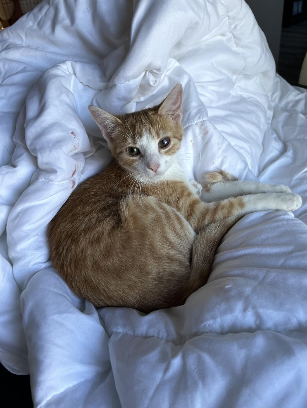 Enlarge Gracie, a Adoptable Domestic Short Hair in Plainfield, IL image 5/6