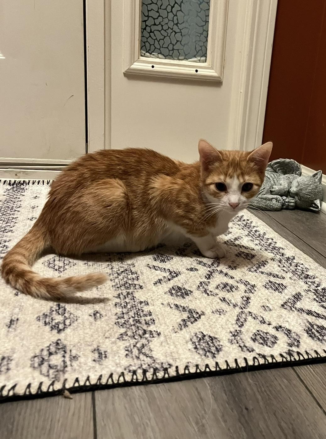 Enlarge Gracie, a Adoptable Domestic Short Hair in Plainfield, IL image 6/6