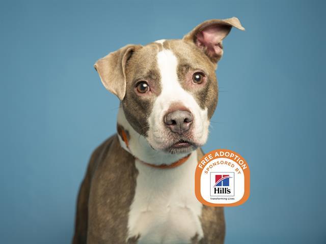 Enlarge PENNY, a Adoptable Pit Bull Terrier in Phoenix, AZ image 1/1