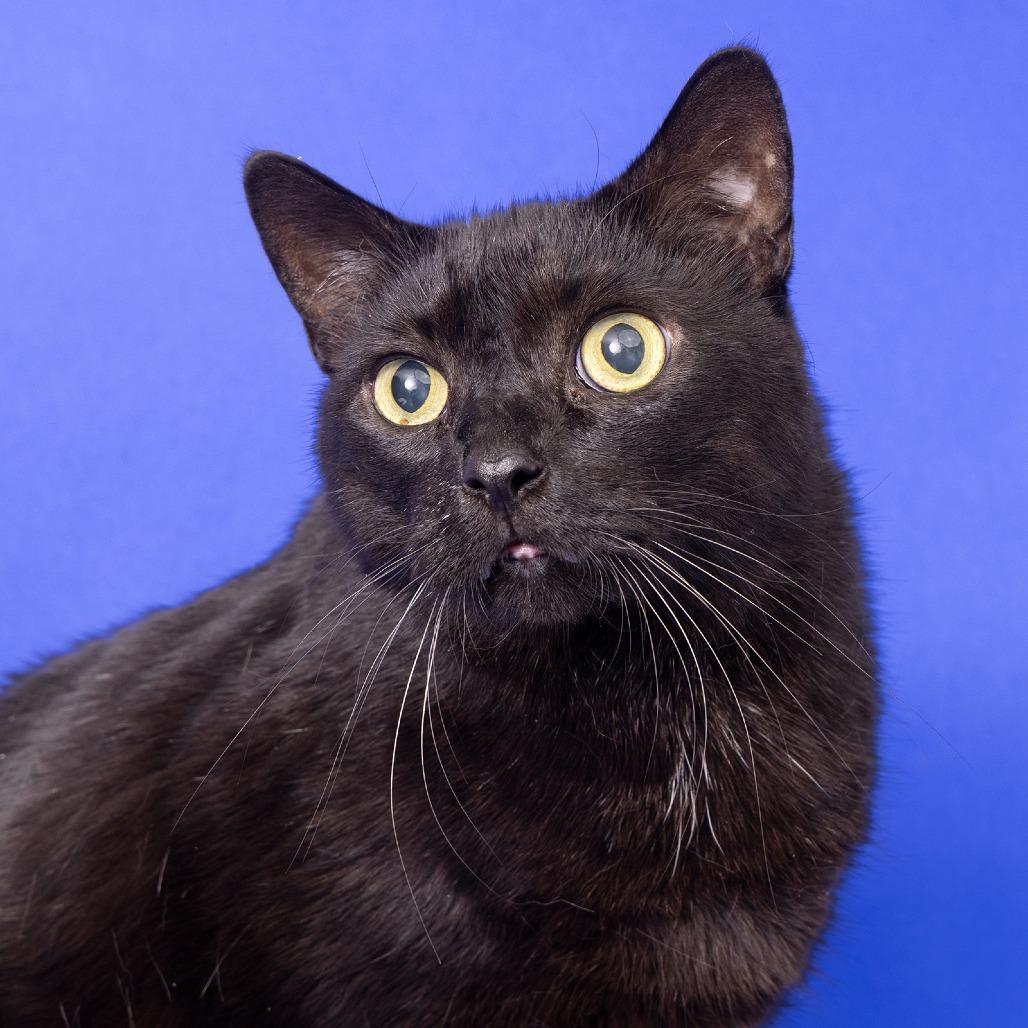 Jesse, Adoptable, Senior Male Domestic Short Hair.