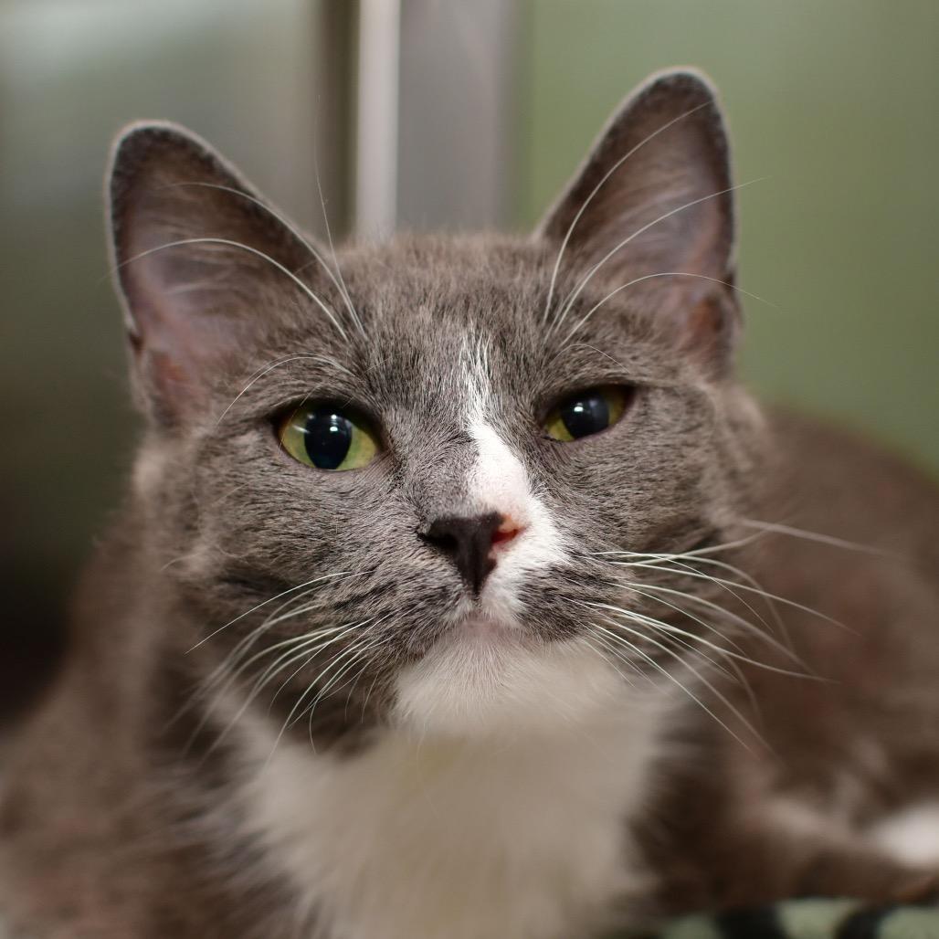 Macchiato, Adoptable, Adult Female Domestic Short Hair.