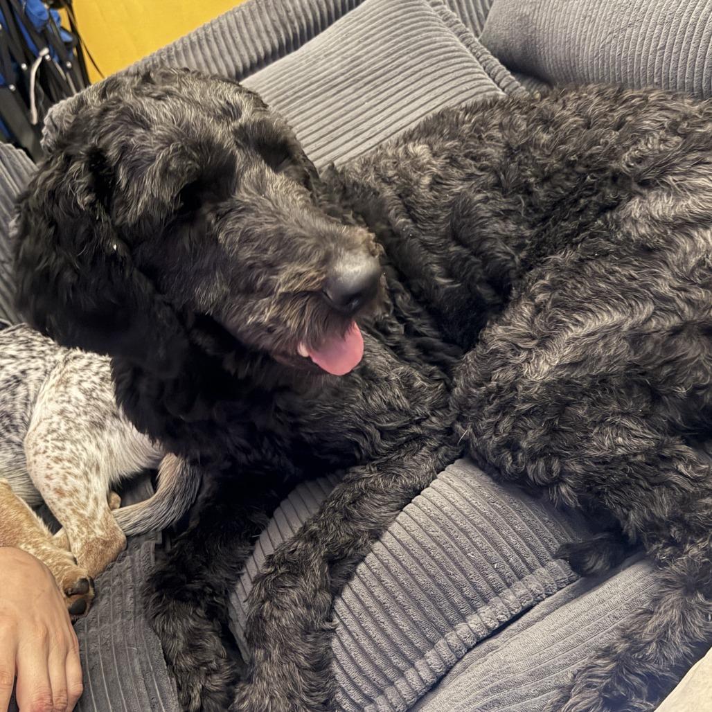 Johnathan, Adoptable, Adult Male Standard Poodle & Great Pyrenees.